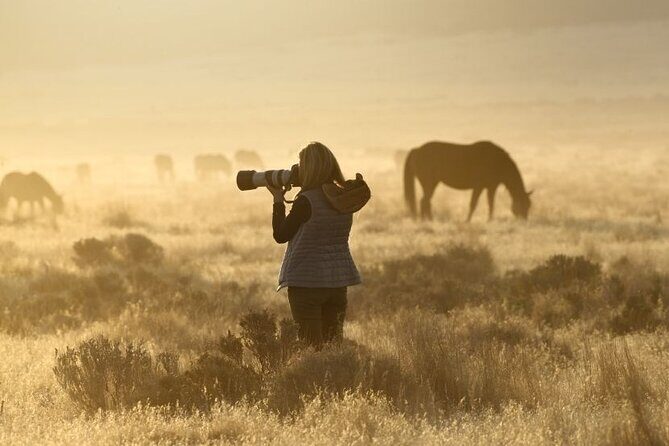 Private Wild Horse Photo Safari from Tooele - Key Points