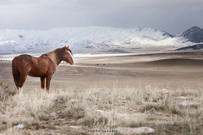 Private Wild Horse Photo Safari from Tooele - Downsides or Things to Keep in Mind