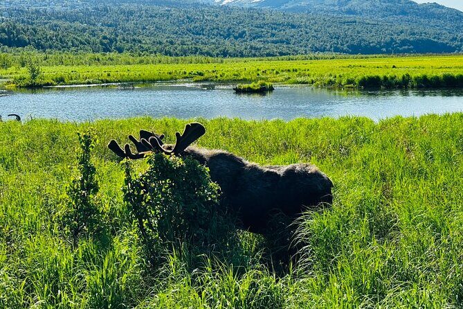 Private Wildlife, Glacier & Gold Panning (Panoramic Van  Max 9) - A Closer Look at the Itinerary