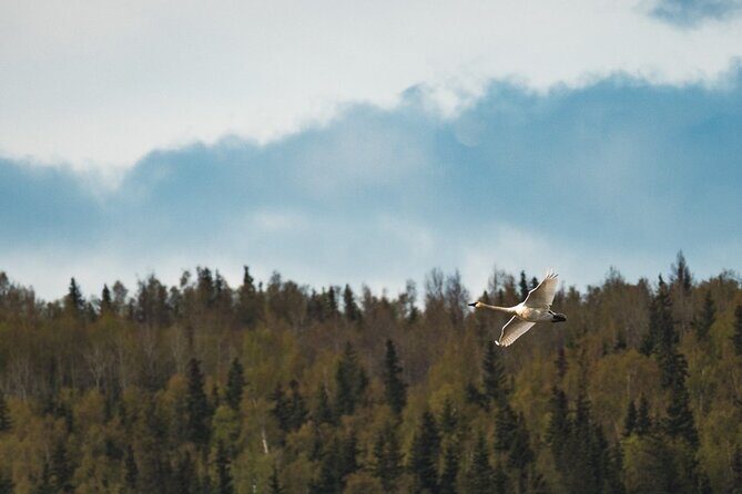 Private Wildlife, Glacier & Gold Panning (Panoramic Van  Max 9) - Who Should Consider This Tour?