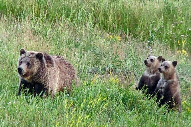 Private Wildlife Safari from West Yellowstone with Lunch - The Experience in Detail