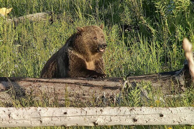 Private Wildlife Safari from West Yellowstone with Lunch - FAQ