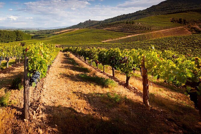 Private Wine and Local Flavors Tour from Palma de Mallorca - Exploring the Details of the Tour