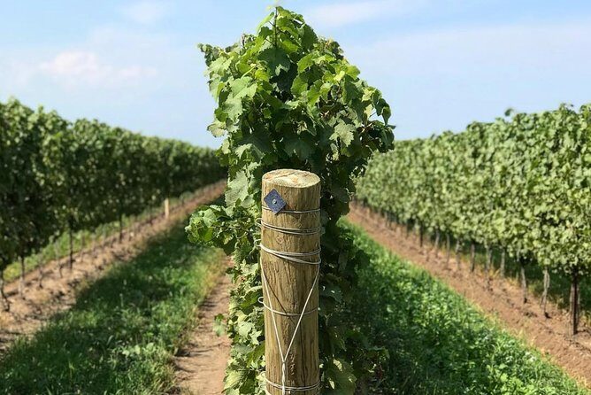 Private Wine & Charcuterie Tour (Customizable) - Who Is This Tour Best For?