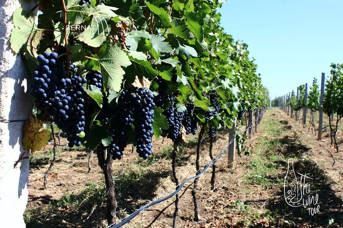 Private wine tasting & wine pairing tours - What Makes This Private Wine Tour Special?