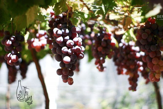 Private wine tasting & wine pairing tours - The Downsides and Considerations