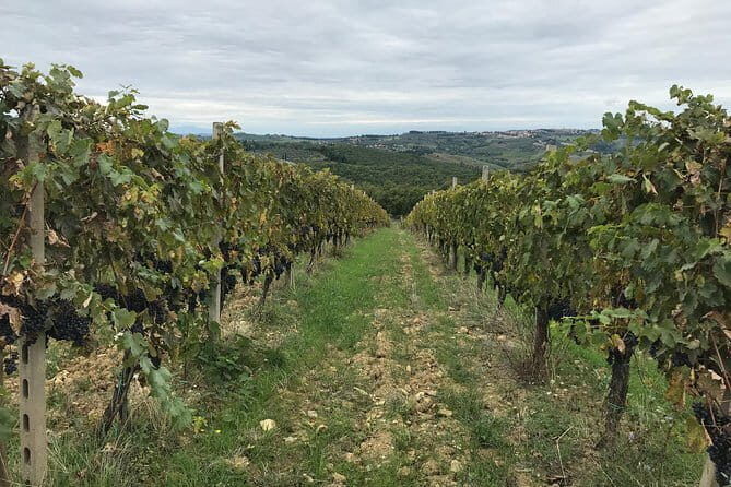 Private wine tour in Chianti Classico with sommelier (2 wineries) - An In-Depth Look at the Tour Itinerary