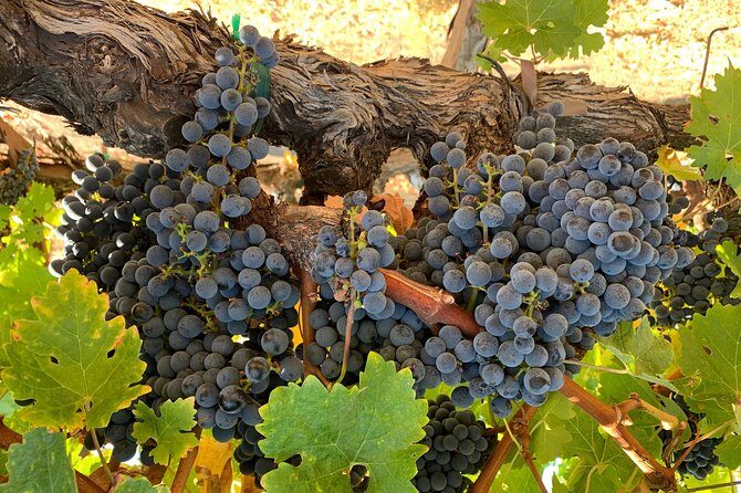 Private Wine Tour Napa or Sonoma 6 hours up to 6 people - FAQs