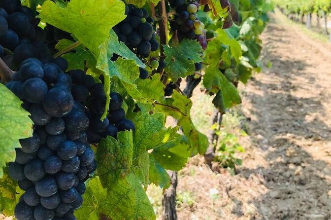 PRIVATE Wine Tour to Konavle country side - A Tour That Feels Like Visiting Friends