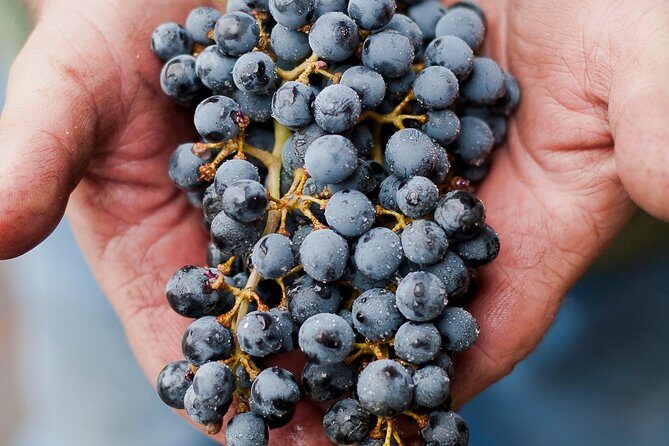 Private Wine Tour with Tastings from Eugene - Key Points