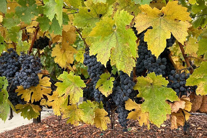 Private Wine Tours of Napa Valley and Sonoma for 2 to 5 people - Final Thoughts: Is It Worth It?