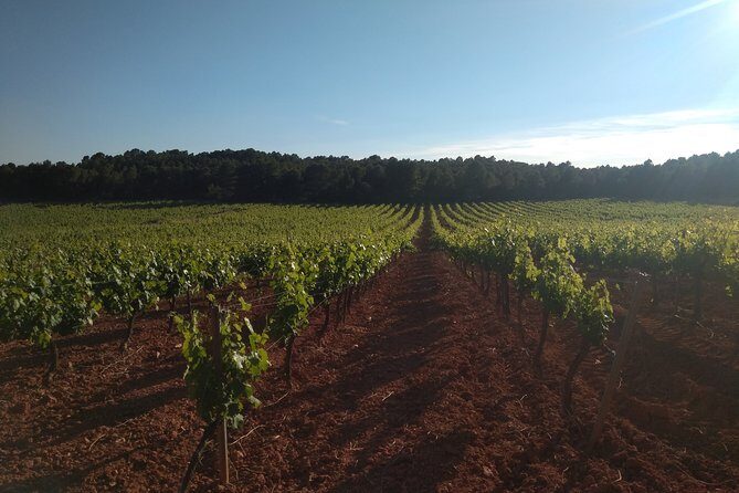 Private Wineries Tour from Valencia (morning tour) - The Itinerary: What You Can Expect