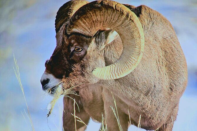 Private Winter Wildlife Tour and Wolves - Itinerary Breakdown: What to Expect?