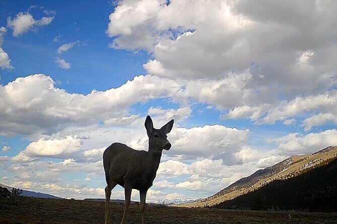 Private Winter Wildlife Tour and Wolves - Experience Quality and Logistics