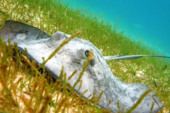 Private Yal-ku and Akumal Experience - Pros and Cons from Real Travelers