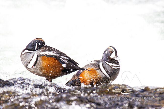Private Yellowstone Journey from Gardiner, MT - Key Points