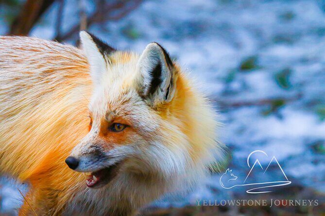 Private Yellowstone Journey from Gardiner, MT - Final Thoughts: Is This Tour Worth It?