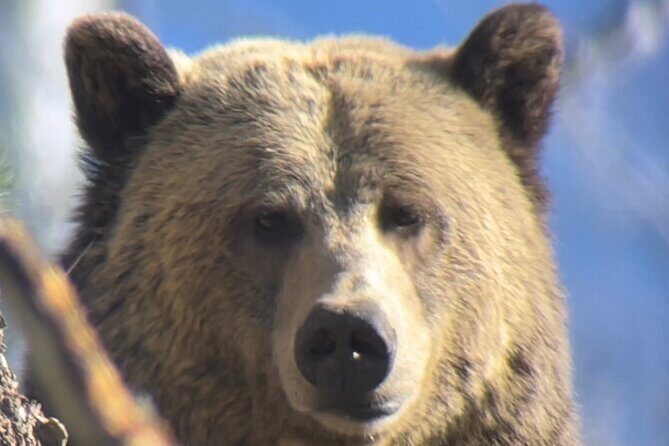 Private Yellowstone Tour: ICONIC Sites, Wildlife, Family Friendly Hikes + lunch - Is It Worth the Price?