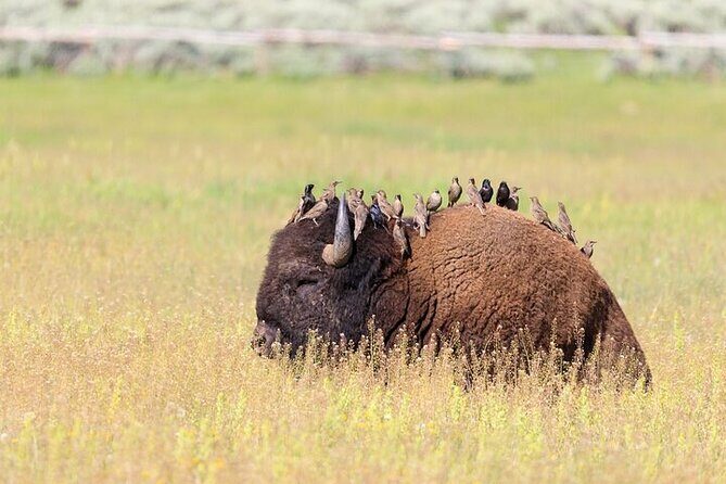 Private Yellowstone Wildlife Safari Tour From Cody, WY - What’s Included and What You’ll Need to Consider