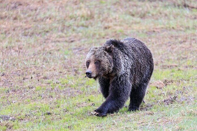 Private Yellowstone Wildlife Safari Tour From Cody, WY - FAQ