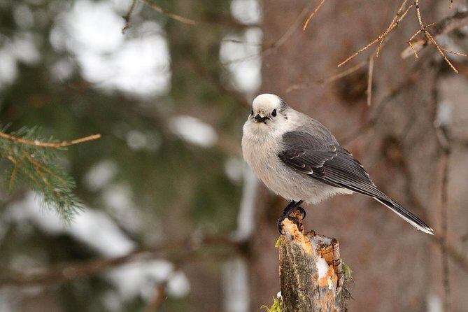 Private Yellowstone Wildlife Sightseeing Tour - Who Should Consider This Tour?