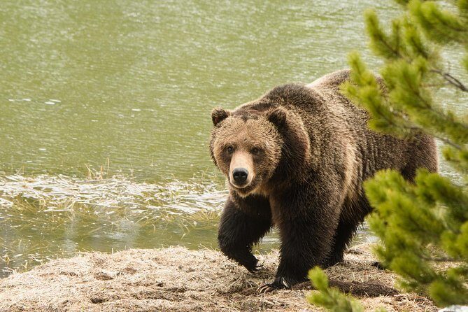 Private Yellowstone Wildlife Sightseeing Tour - The Sum Up