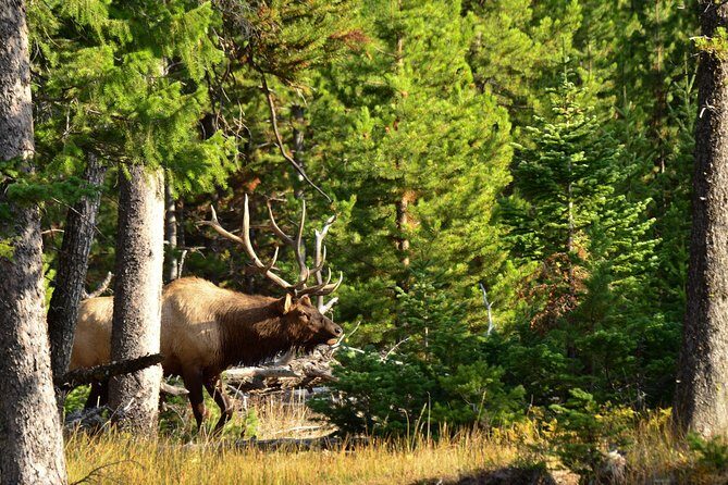 Private Yellowstone Wildlife Sightseeing Tour - FAQs