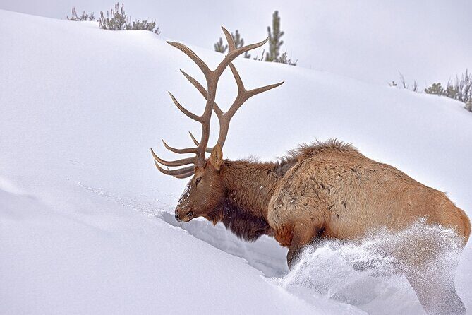 Private Yellowstone Wildlife Tours & Photo Safaris - Half Day - Practical Details & Considerations