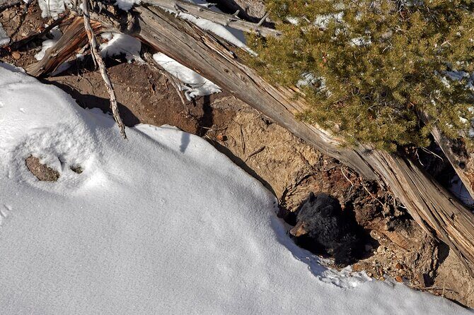 Private Yellowstone Wildlife Tours & Photo Safaris - Half Day - Who Is This Tour Best For?