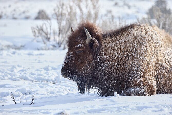 Private Yellowstone Wildlife Tours & Photo Safaris - Half Day - Frequently Asked Questions (FAQs)