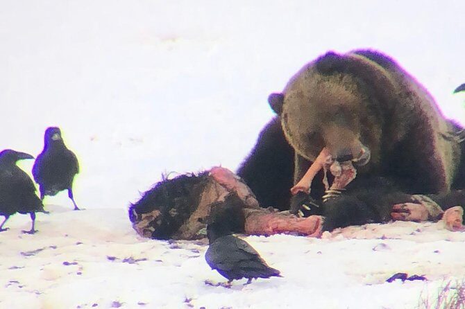 Private Yellowstone Winter Wolf Watching and Wildlife Safari - The Verdict: Who Will Love This Tour?