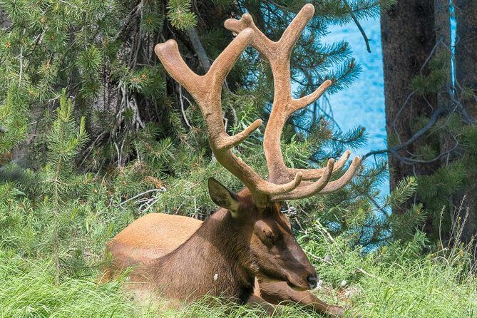 Private Yellowstone Wolf Watching & Wildlife Safari + lunch - Who Is This Tour Best For?