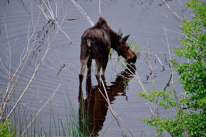 Private Yellowstone Wolf Watching & Wildlife Safari + lunch - FAQs