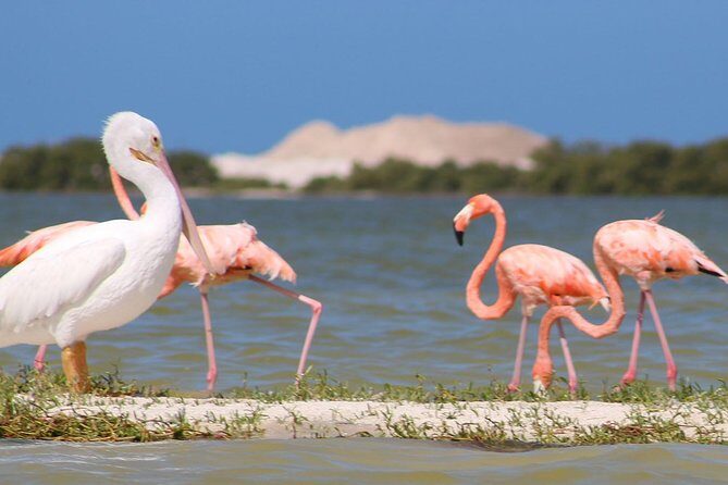 Private Yucatan Discovery Tour - Potential Drawbacks