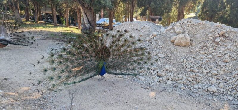 Private:Filerimos Hill, Ancient Kamiros,Kritinia Castle Tour - A Deep Dive into the Experience