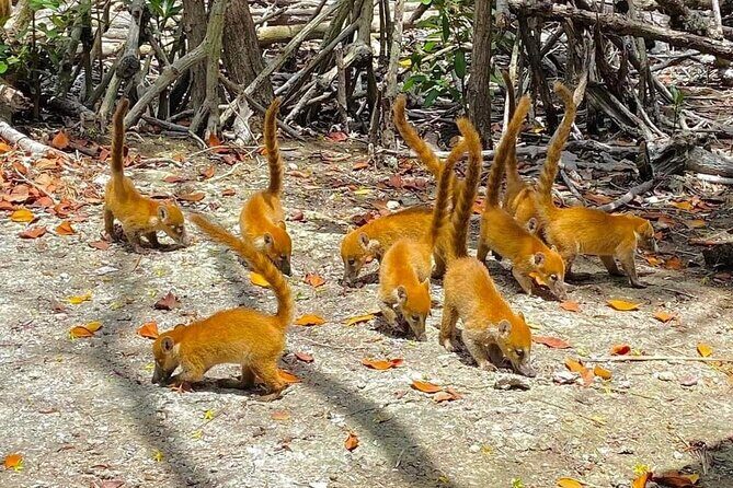 Progreso, Isla Columpios and El Corchito from Merida - Final Thoughts