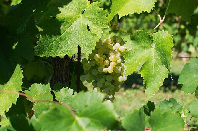 Prosecco Wine Tour. Full day from Venice - Exploring the Prosecco Wine Tour: A Relaxed Day from Venice