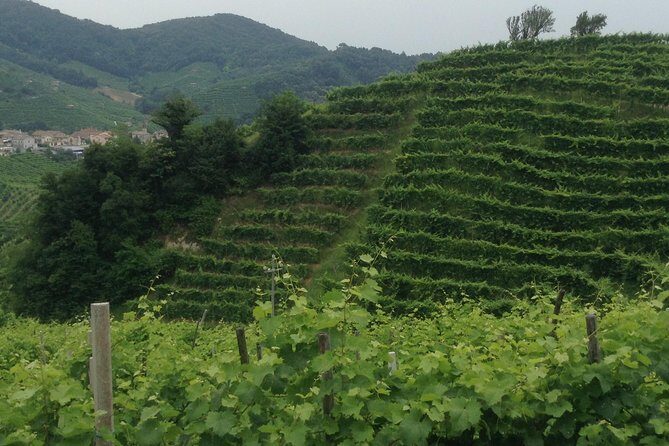 Prosecco Wine Tour With Tiramisu' From Venice - What to Expect from the Prosecco Wine Tour With Tiramisu’ From Venice