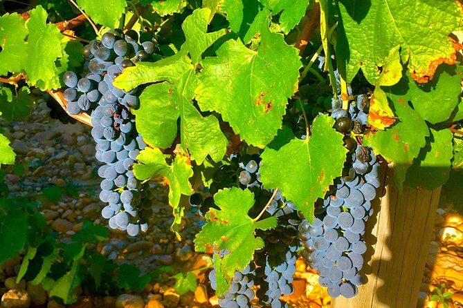 Provence Cru Wine Small-Group Half-Day Tour from Avignon - Group Size and Atmosphere