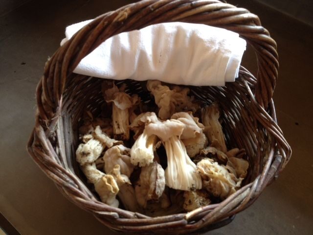 Provence: Mushroom Hunting with Outdoor Breakfast - Is It Worth the Price?