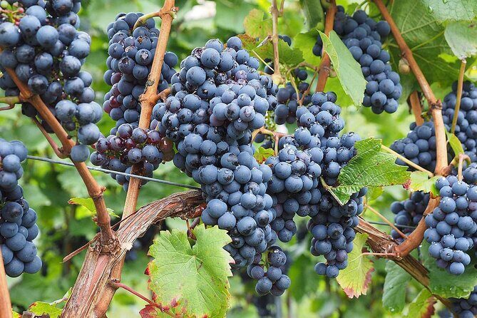 Provence Organic Wine Tasting Half Day Tour from Nice - FAQ