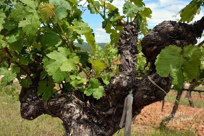 Provence Private Full Day Wine Tour with Wine Tasting - First Stop: Les Arcs sur Argens