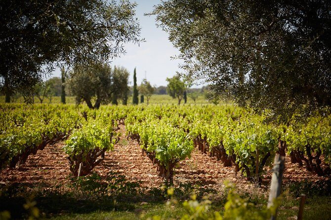 Provence Private Full Day Wine Tour with Wine Tasting - The Experience: What Travelers Find Most Valuable