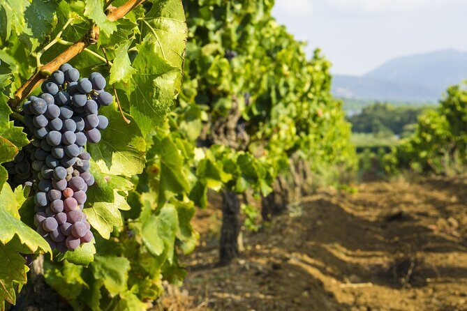 Provence Small Group Wine Full Day Tour in Chateauneuf du Pape vineyard from Aix - Real Experiences from Travelers