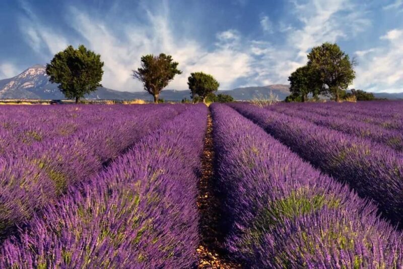 Provence: Valensole Lavender Fields Guided Full-Day Tour - Key Points