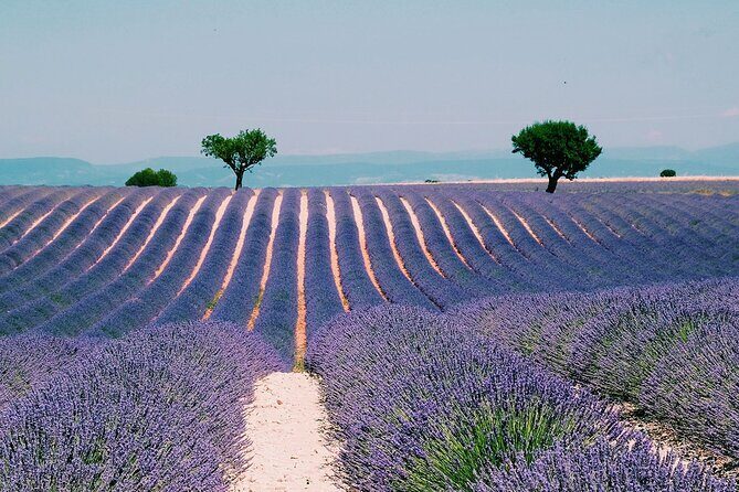 Provence, Vineyards and Lavender Fields Private Day Trip - Provence, Vineyards and Lavender Fields Private Day Trip: Honest Review