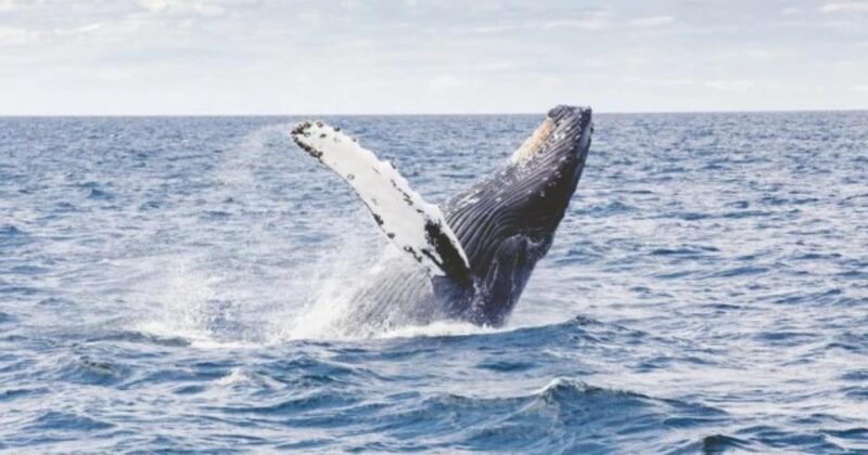 Provincetown: Whale Watching Cruise - The Experience in Detail