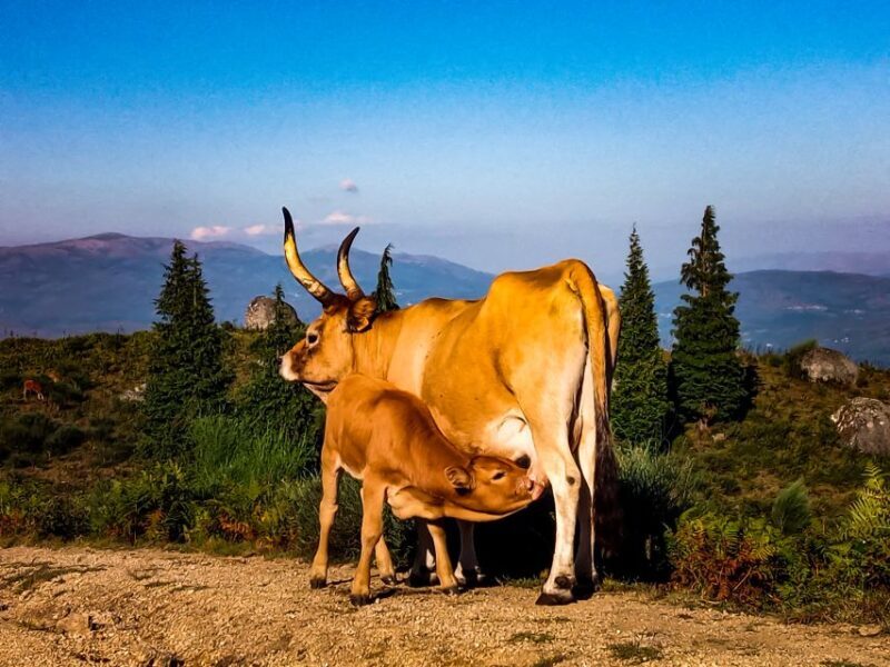 Prozelo: Buggy Tour - Prozelo: Buggy Tour – An Adventure Through Portugal’s Natural Beauty