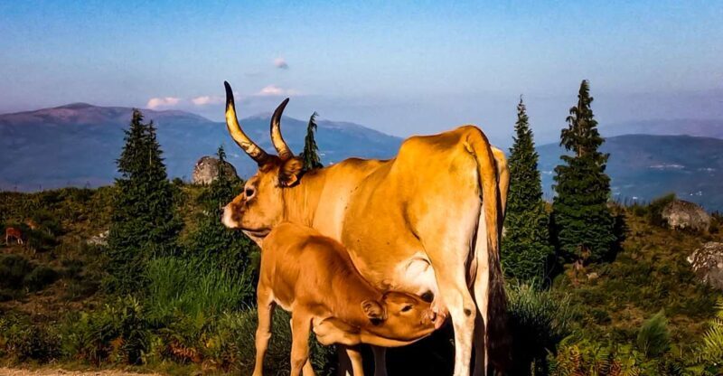 Prozelo: Buggy Tour - Pricing and Value