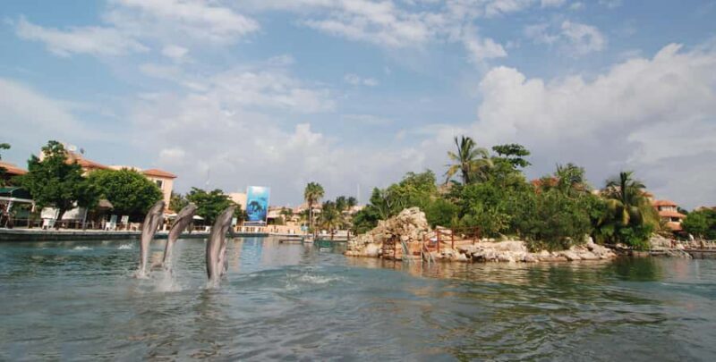 Puerto Aventuras: Dolphin and Manatee Interaction with Lunch - FAQs